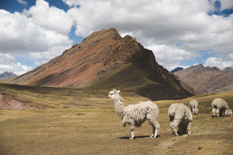 Llamas ou Alpacas Montanha Colorida