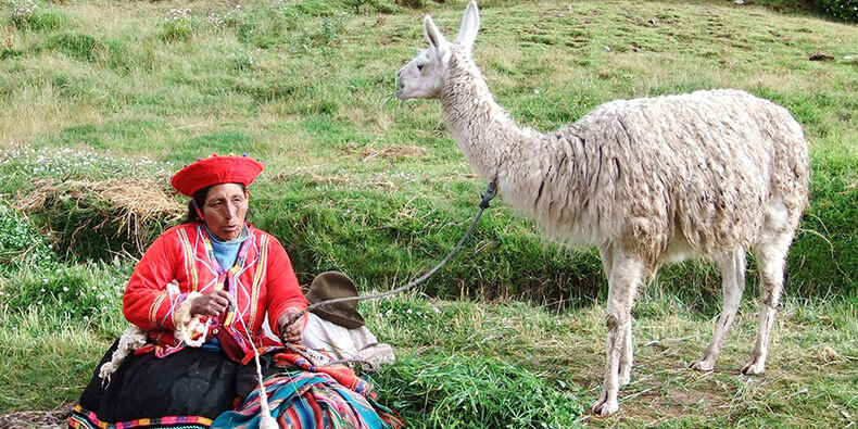 Andean woman with her llama