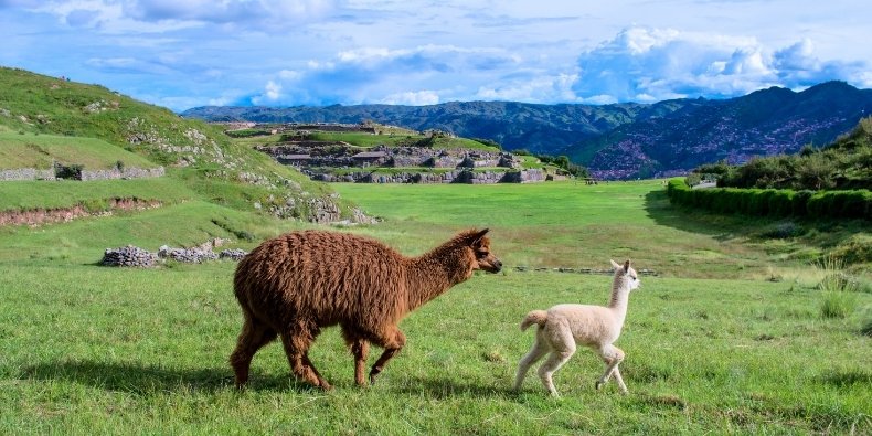 sacsayhuaman - fazer em cusco